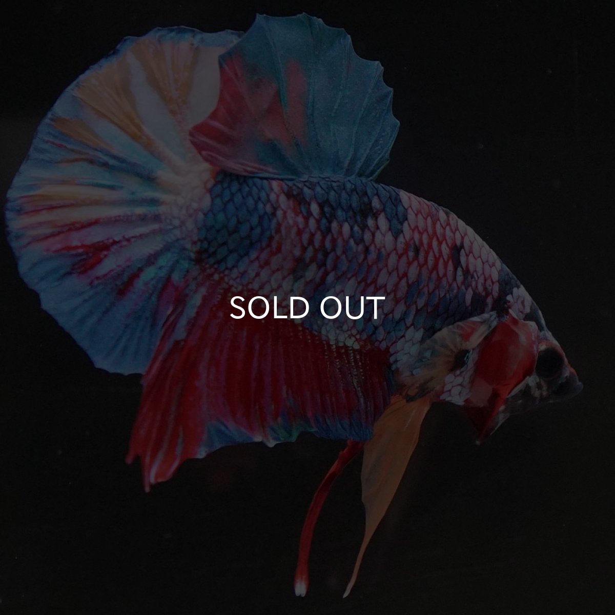 画像4: HMPK キャンディ (4)