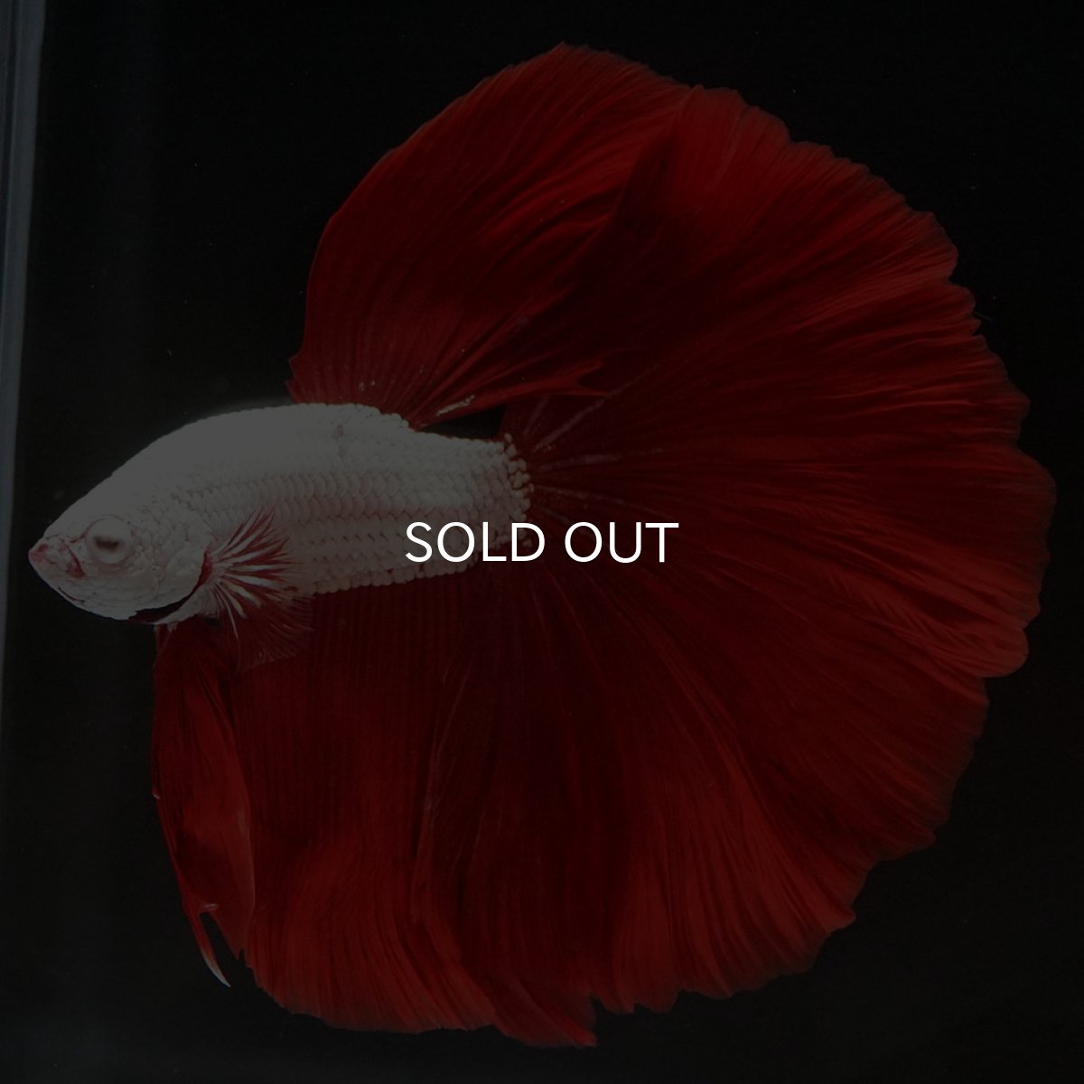 画像12: HM プラチナレッドドラゴン (12)