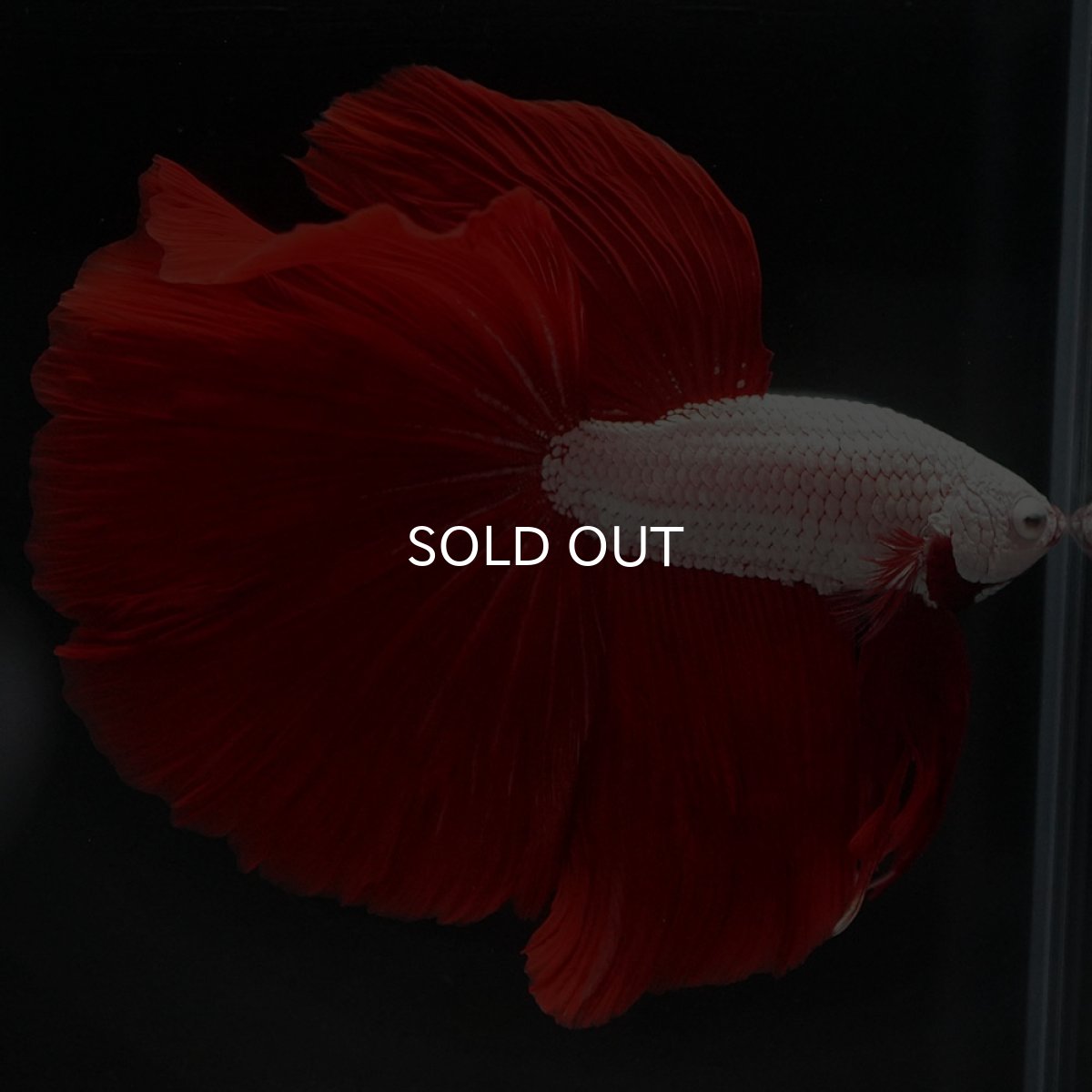 画像13: HM プラチナレッドドラゴン (13)