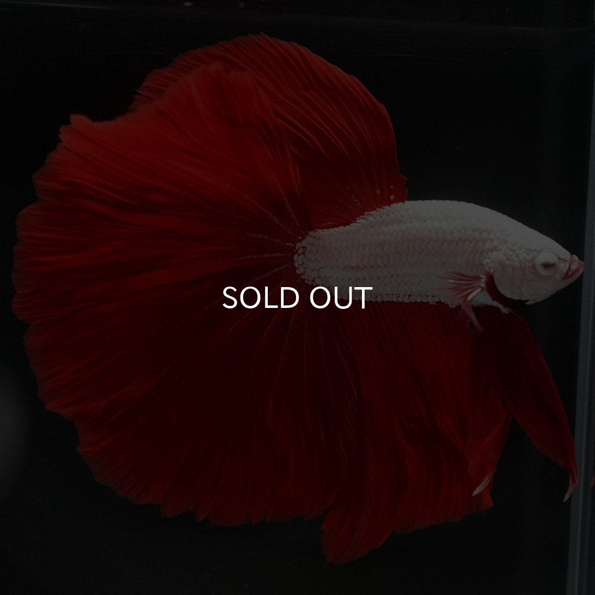 画像2: HM プラチナレッドドラゴン (2)