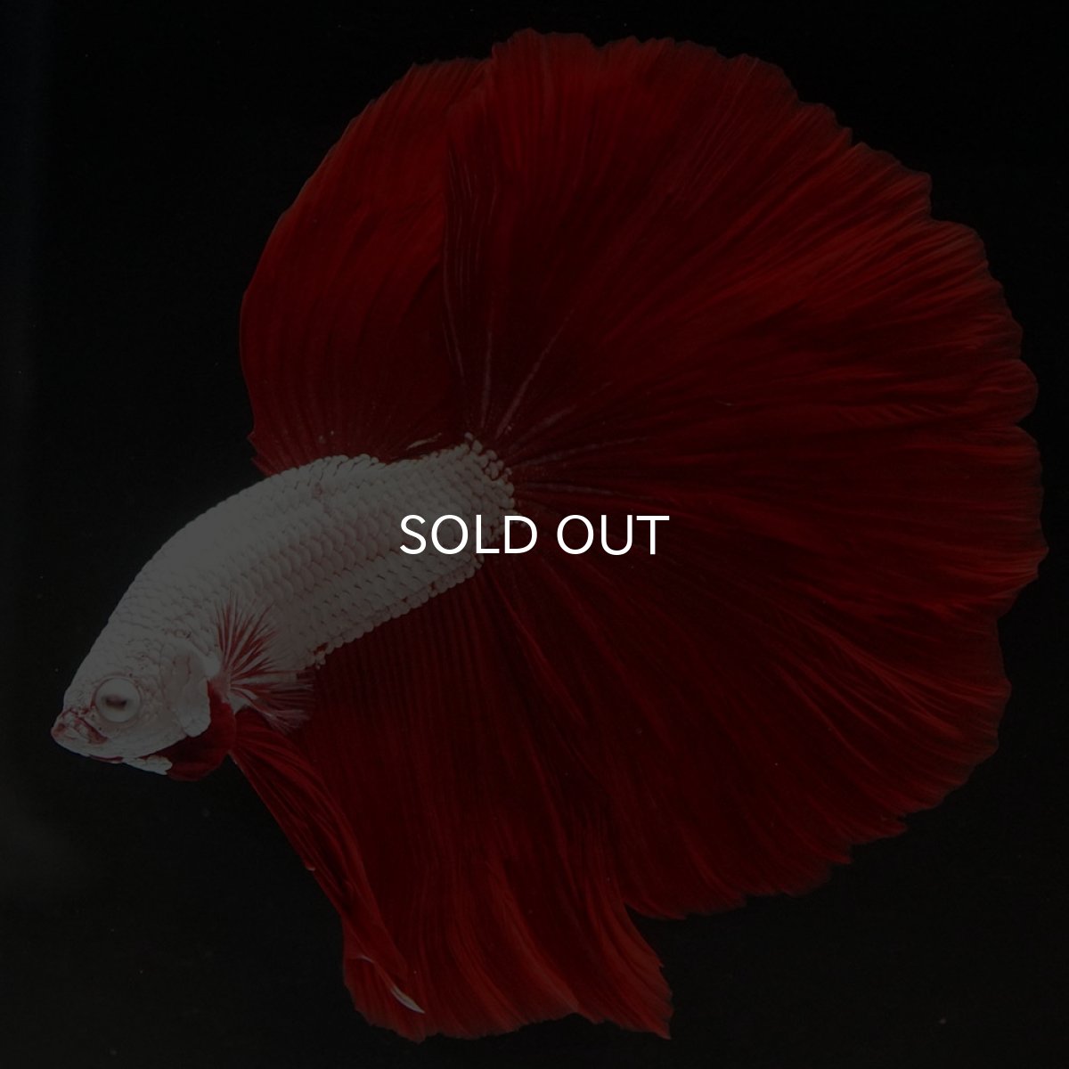 画像6: HM プラチナレッドドラゴン (6)