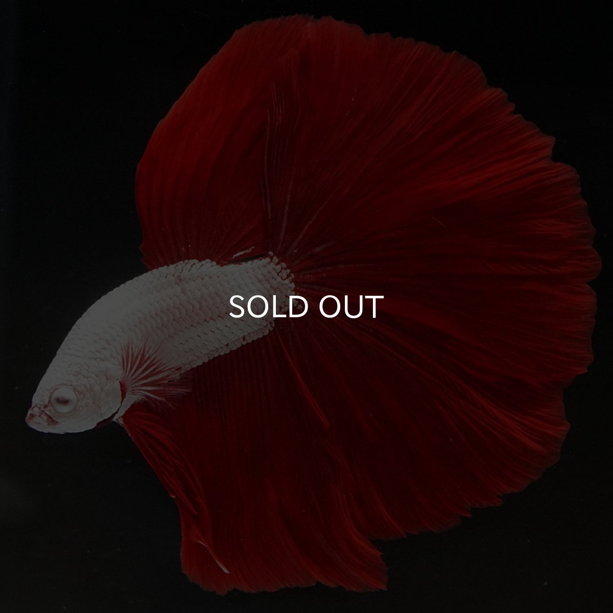 画像10: HM プラチナレッドドラゴン (10)