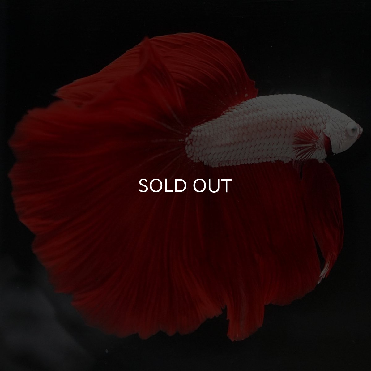 画像11: HM プラチナレッドドラゴン (11)