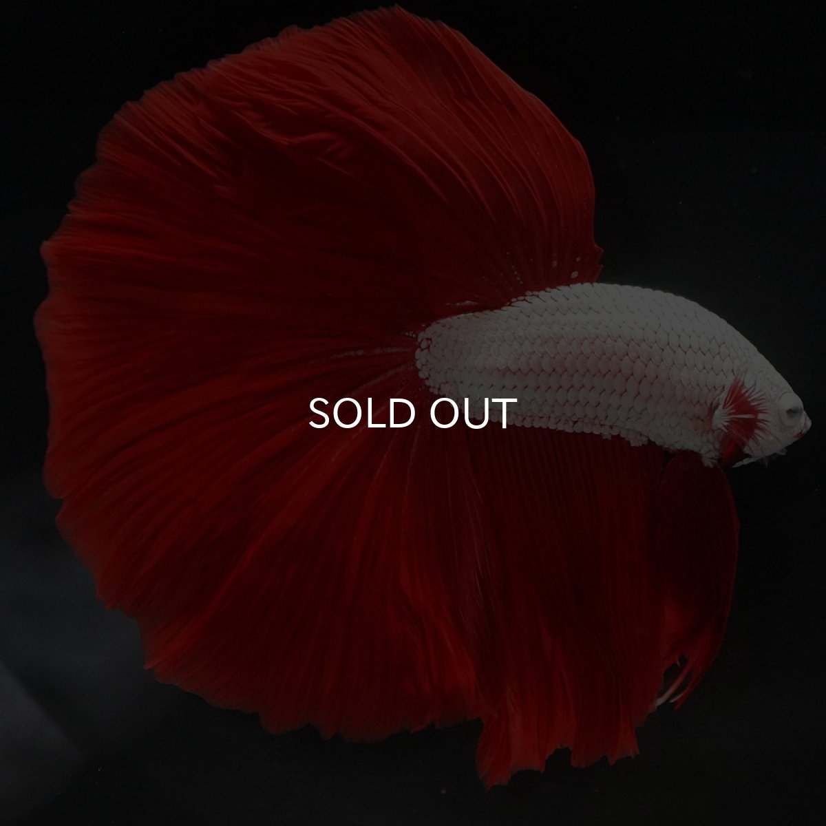 画像5: HM プラチナレッドドラゴン (5)