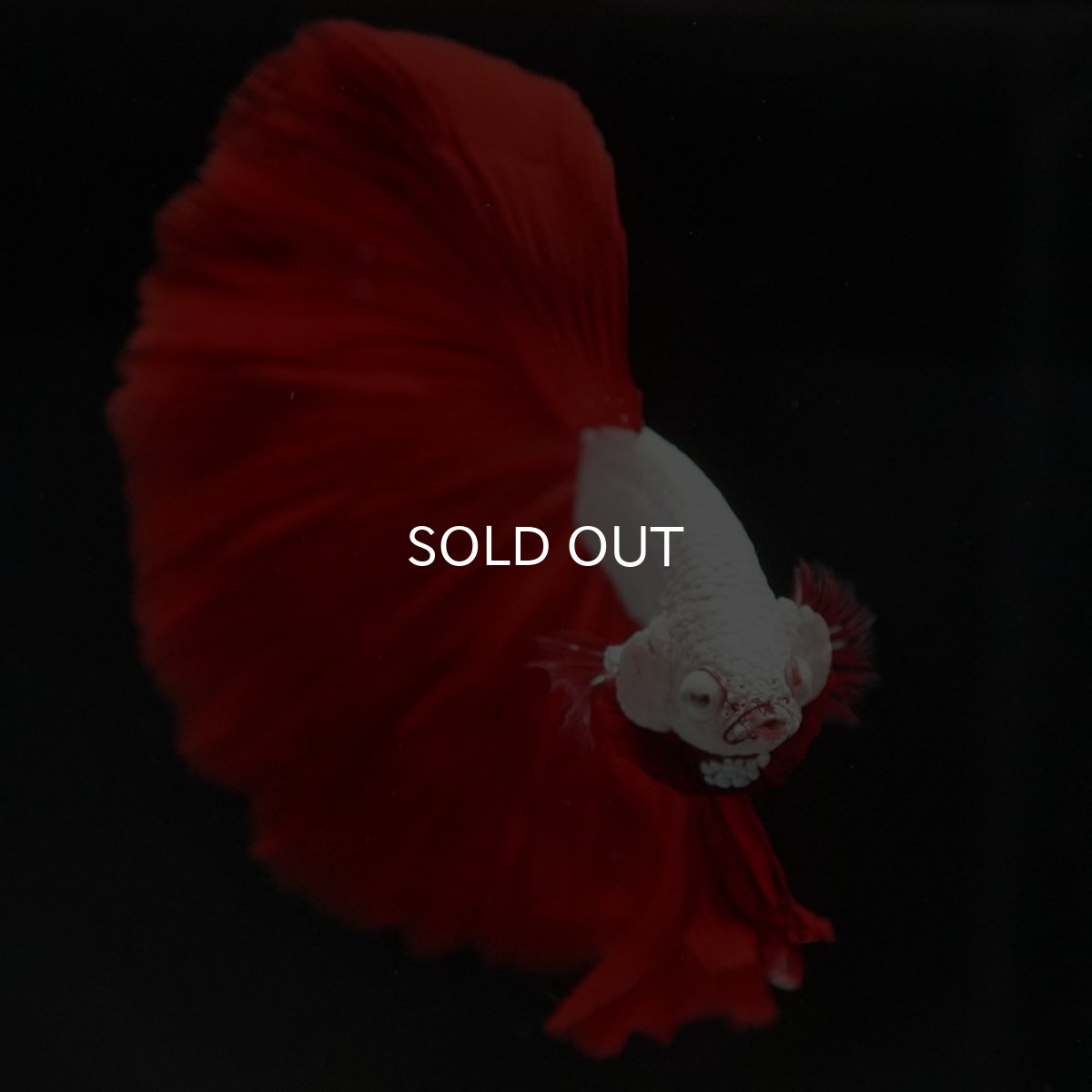 画像3: HM プラチナレッドドラゴン (3)