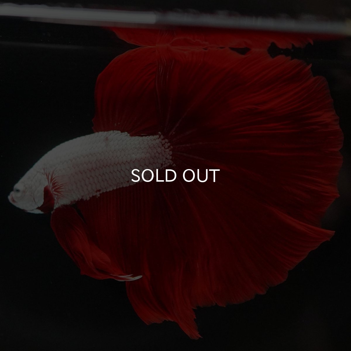 画像8: HM プラチナレッドドラゴン (8)