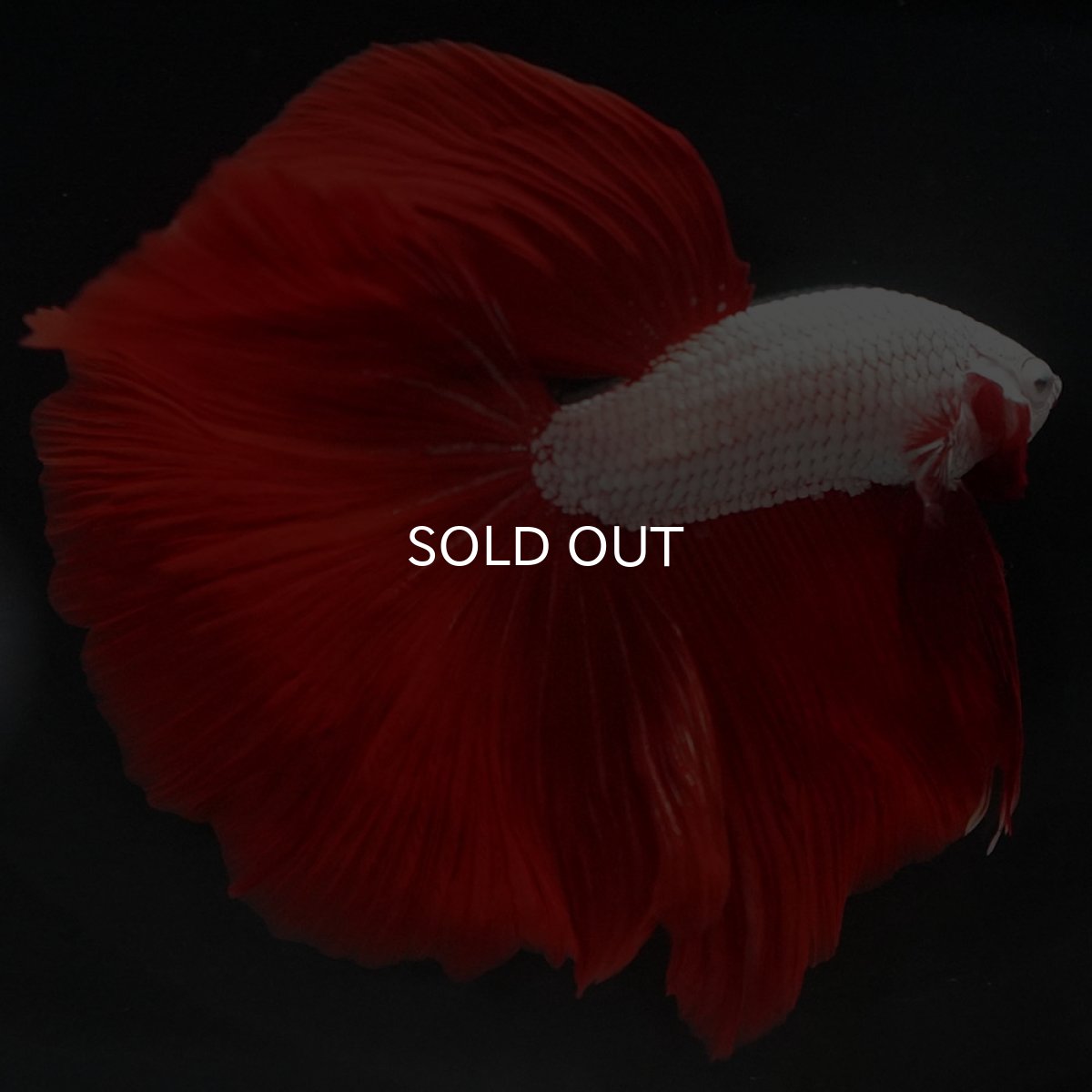 画像9: HM プラチナレッドドラゴン (9)