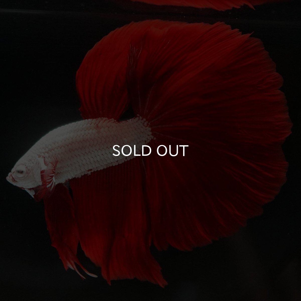 画像4: HM プラチナレッドドラゴン (4)