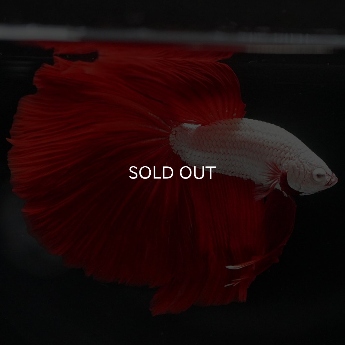 画像7: HM プラチナレッドドラゴン (7)