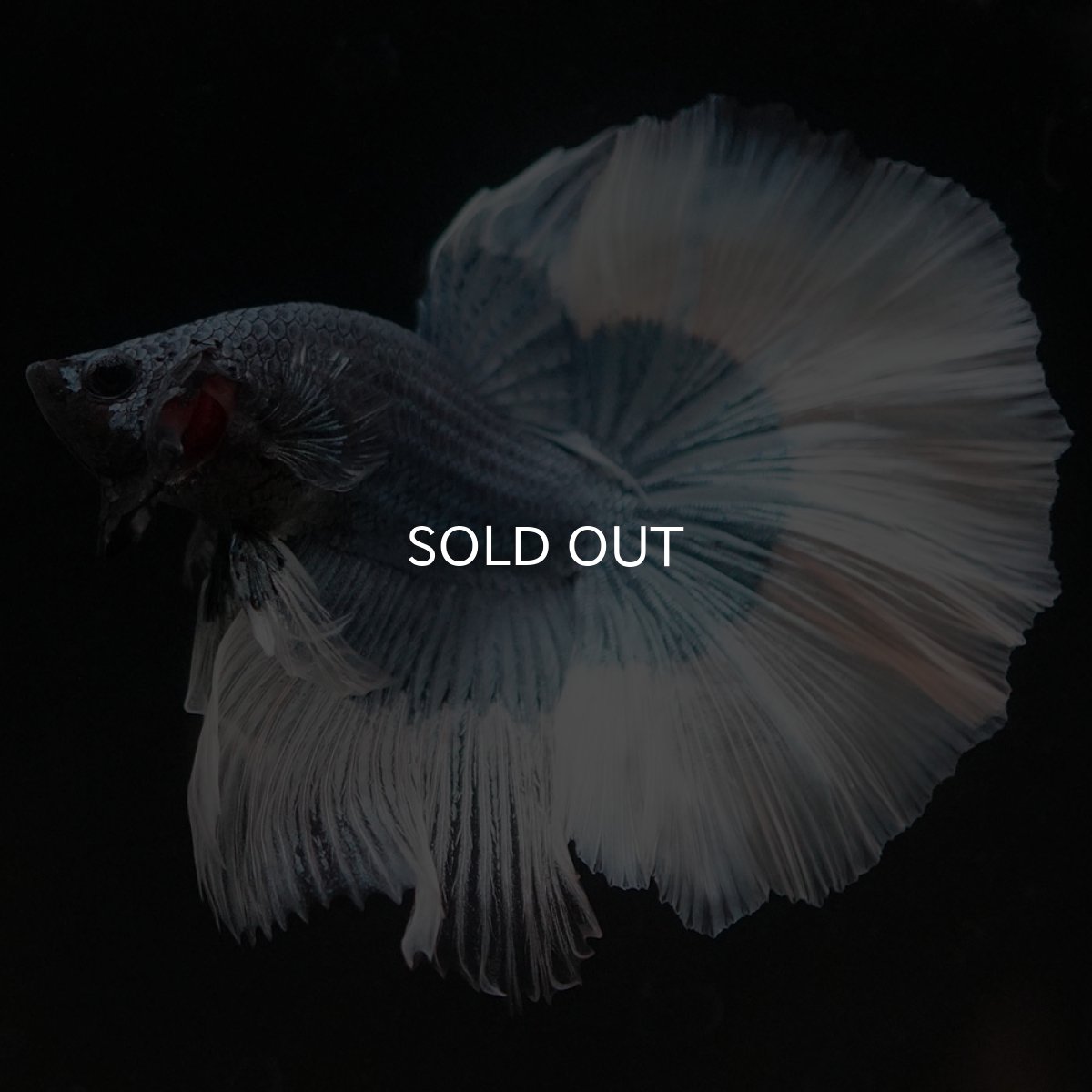 画像13: HM ブルーバタフライ (13)