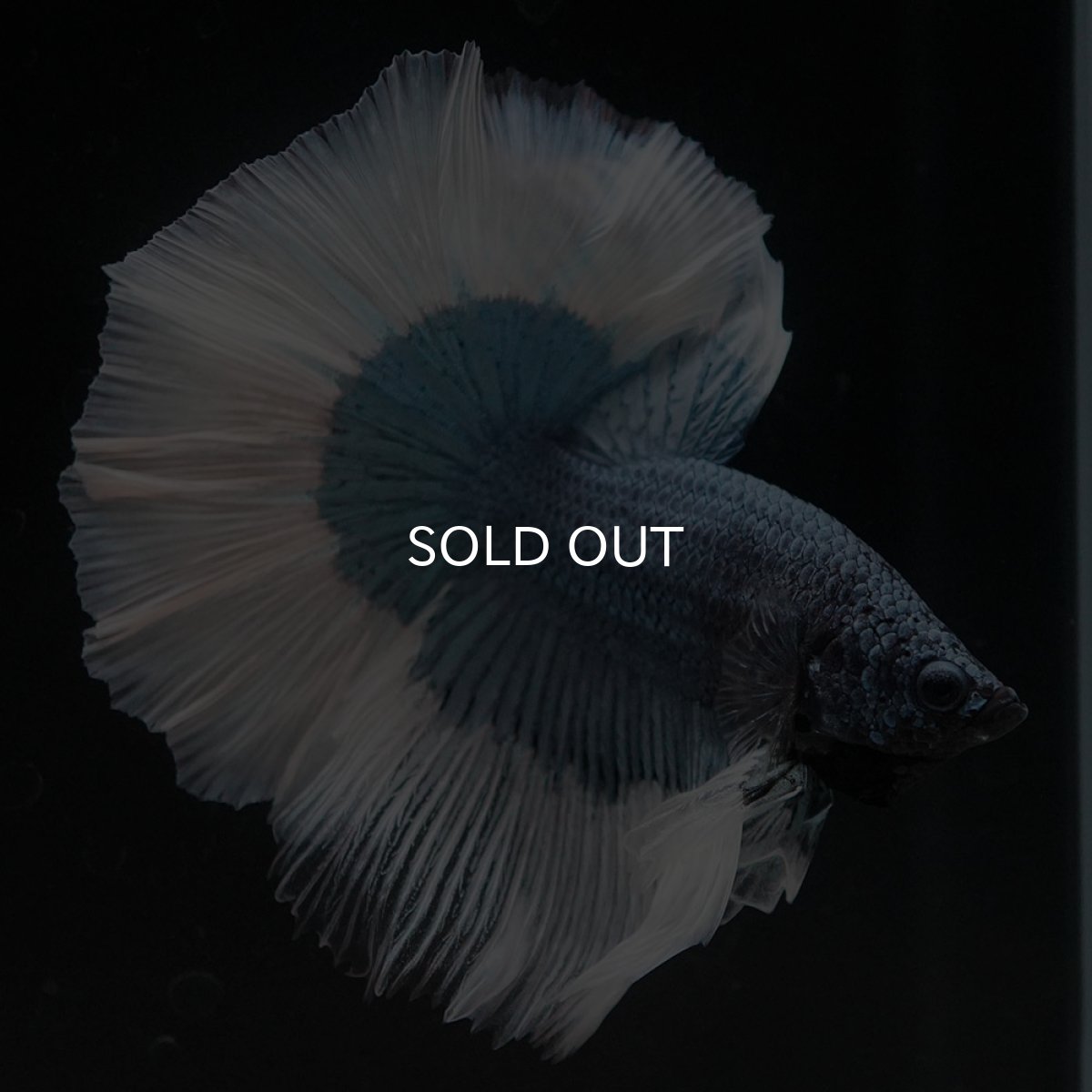 画像2: HM ブルーバタフライ (2)