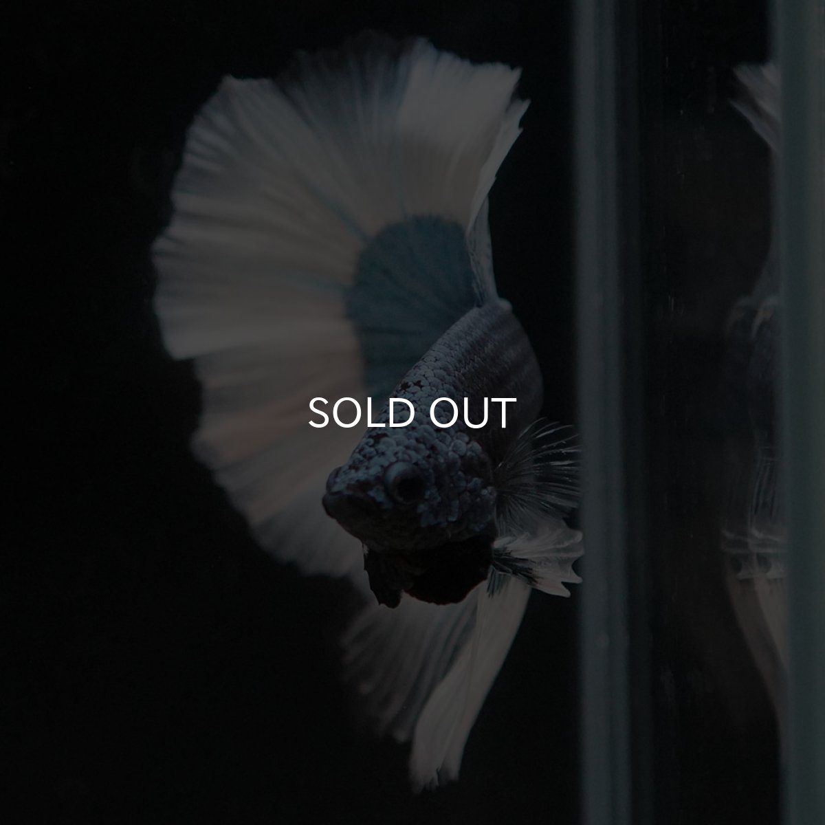 画像10: HM ブルーバタフライ (10)