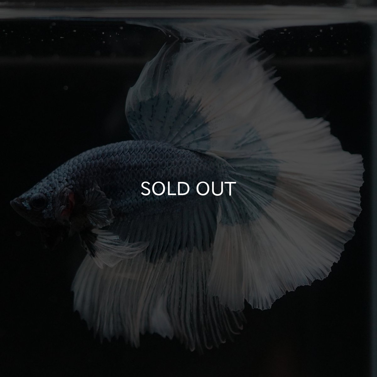 画像12: HM ブルーバタフライ (12)