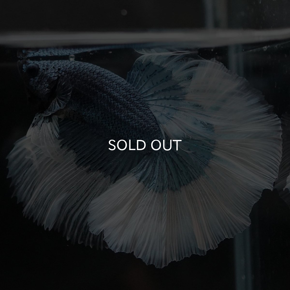 画像11: HM ブルーバタフライ (11)