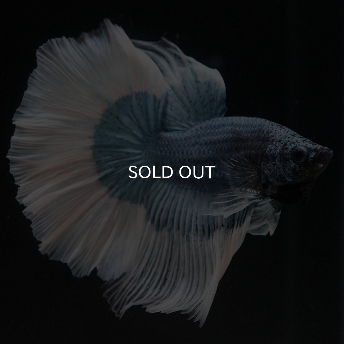 画像8: HM ブルーバタフライ (8)