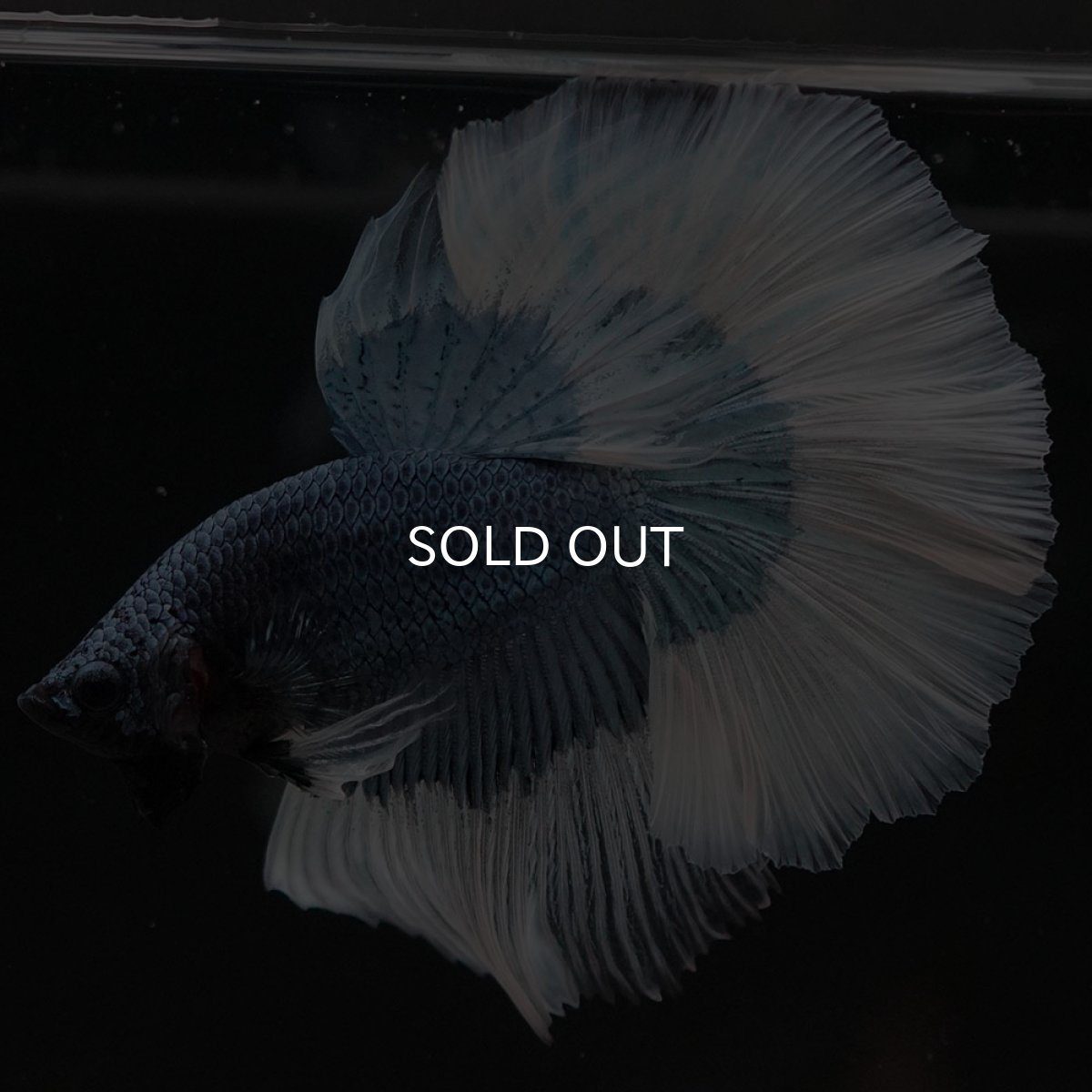 画像3: HM ブルーバタフライ (3)