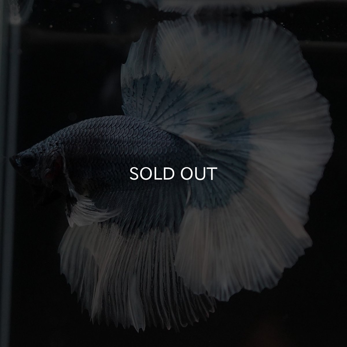 画像9: HM ブルーバタフライ (9)