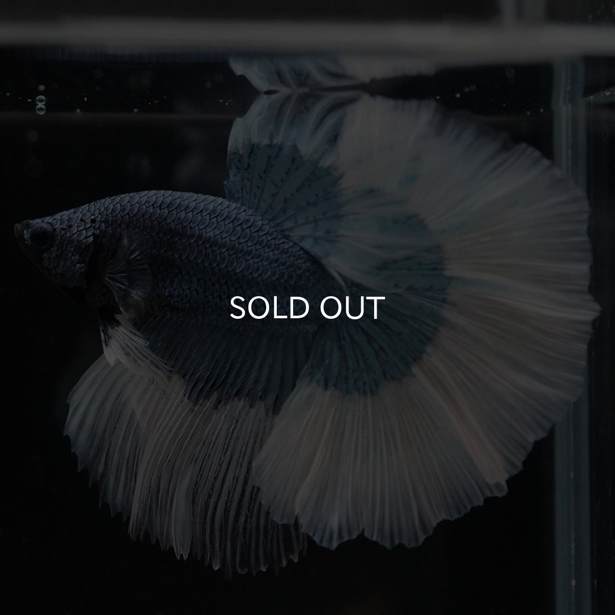 画像7: HM ブルーバタフライ (7)