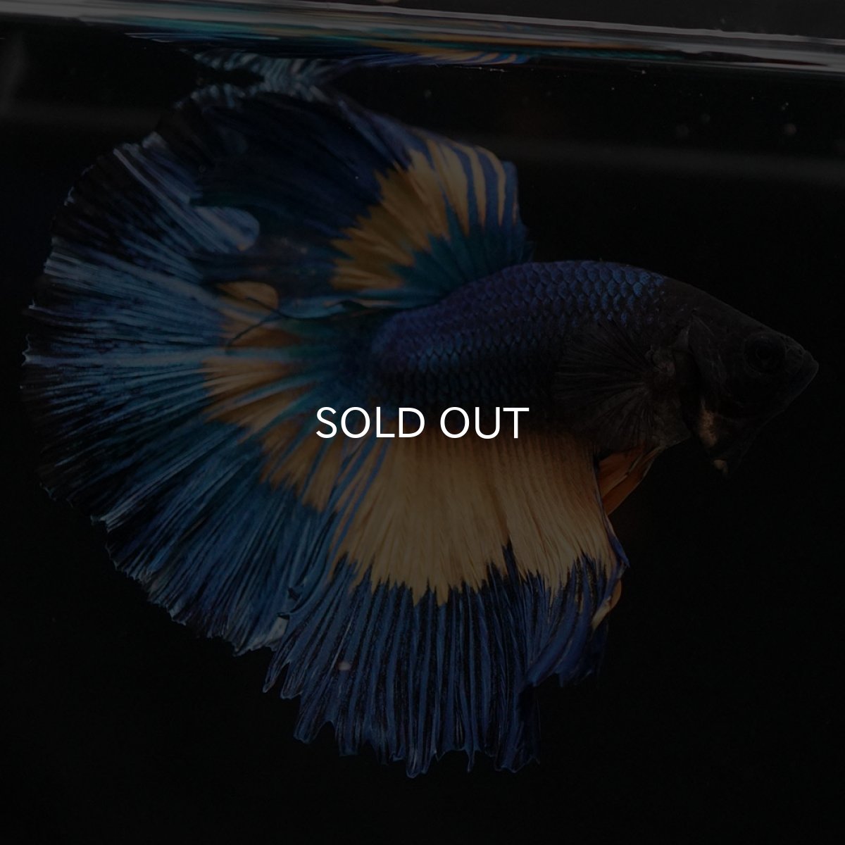 画像6: HM　マスタードガス (6)