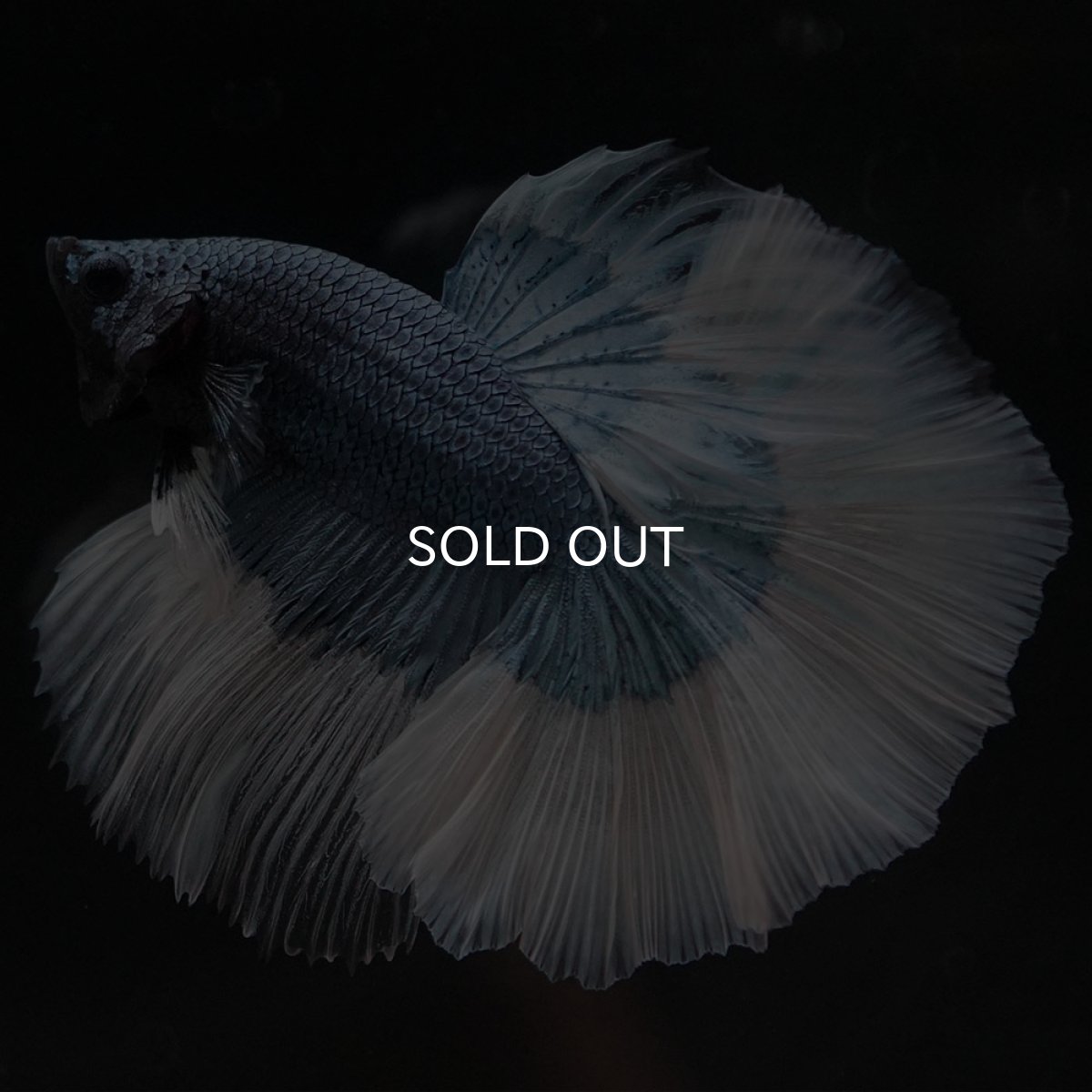 画像5: HM ブルーバタフライ (5)