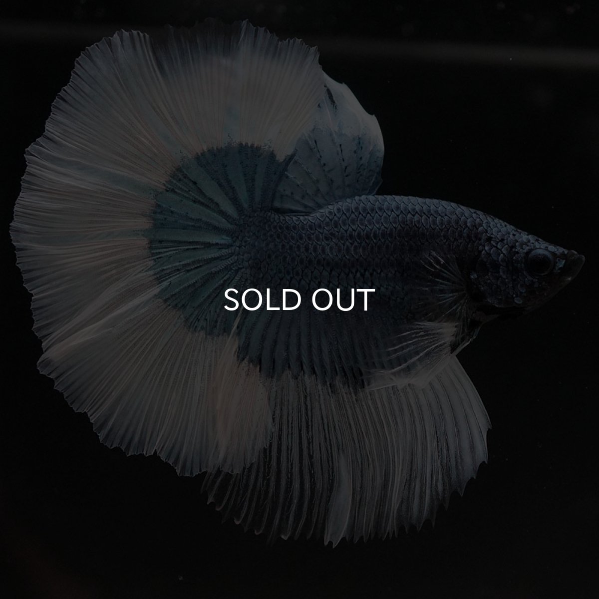 画像6: HM ブルーバタフライ (6)