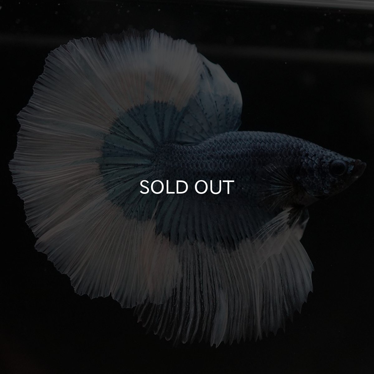 画像4: HM ブルーバタフライ (4)