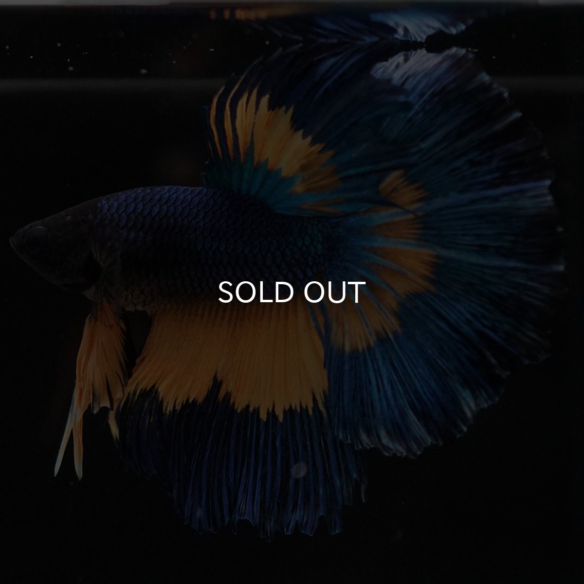 画像2: HM　マスタードガス (2)