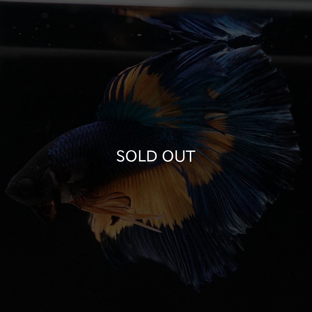 画像4: HM　マスタードガス (4)