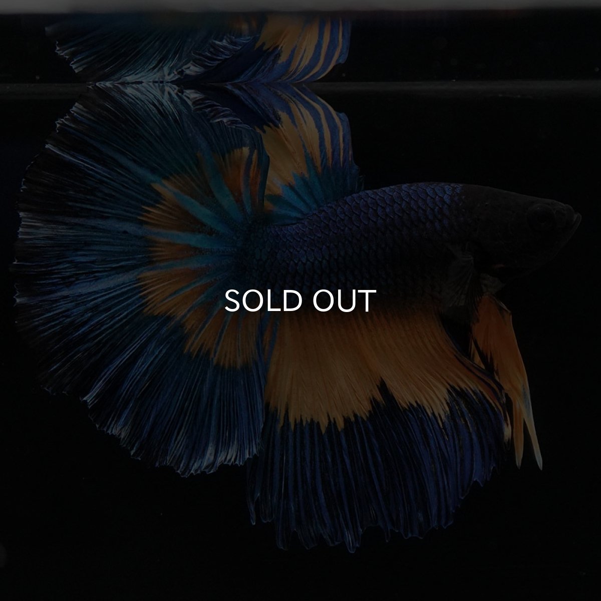 画像3: HM　マスタードガス (3)