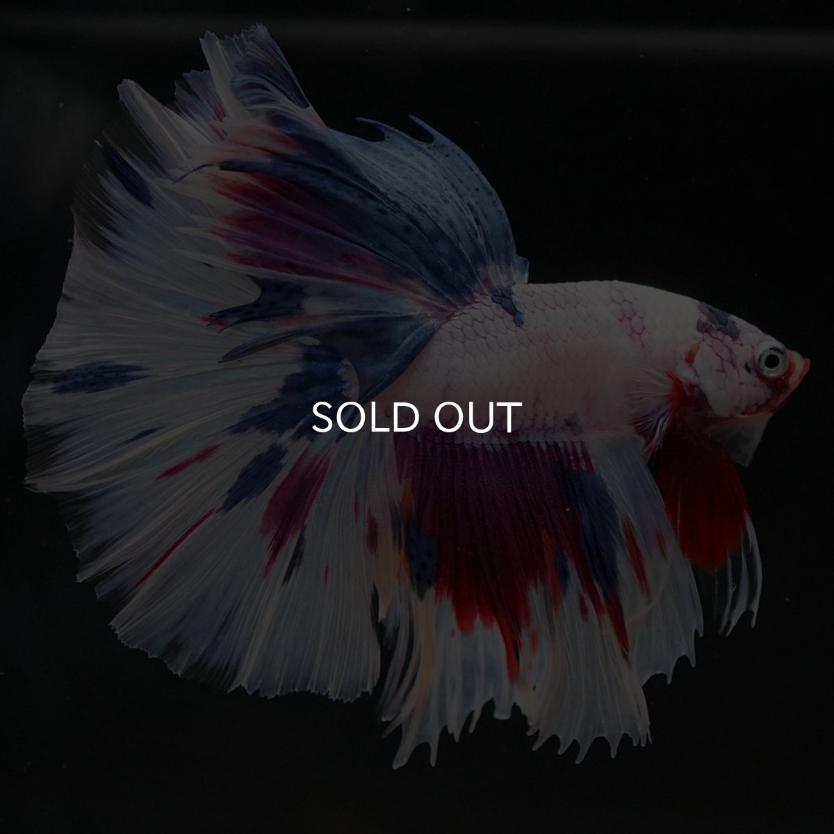 画像5: HM ホワイトファンシー (5)