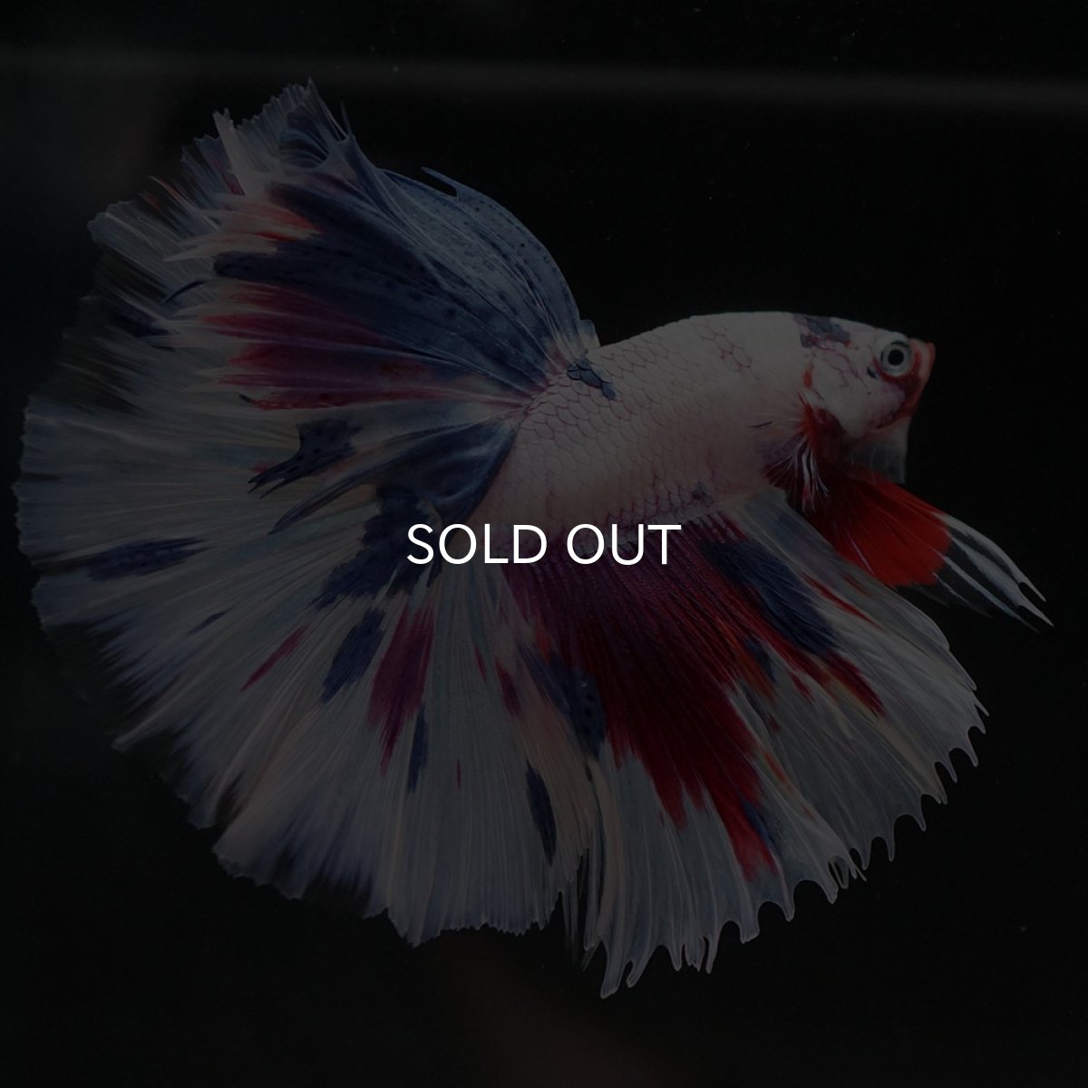 画像3: HM ホワイトファンシー (3)