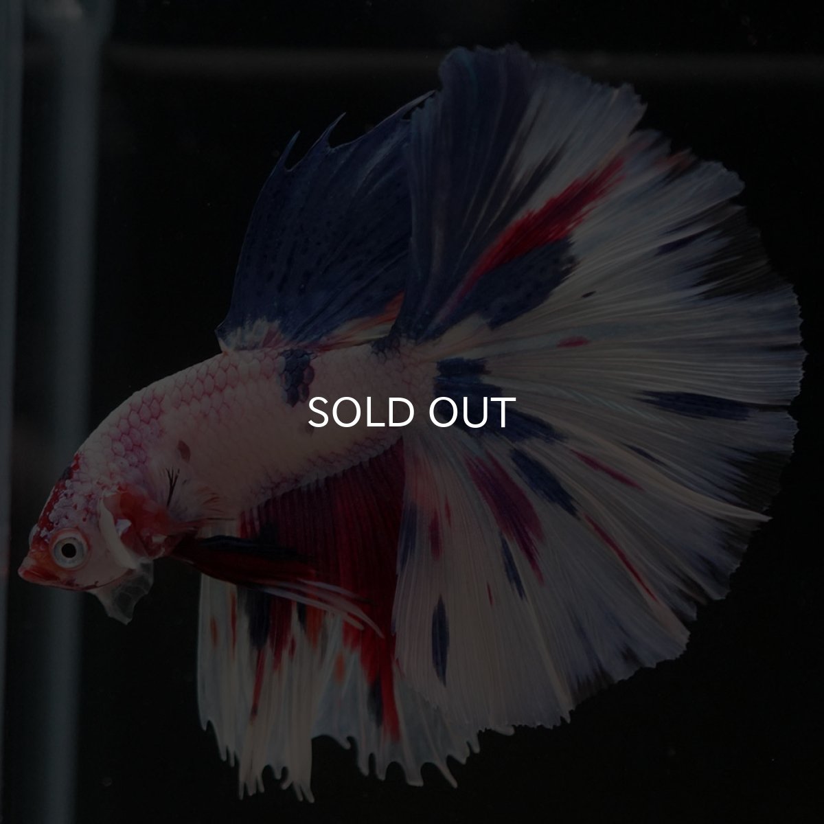 画像4: HM ホワイトファンシー (4)