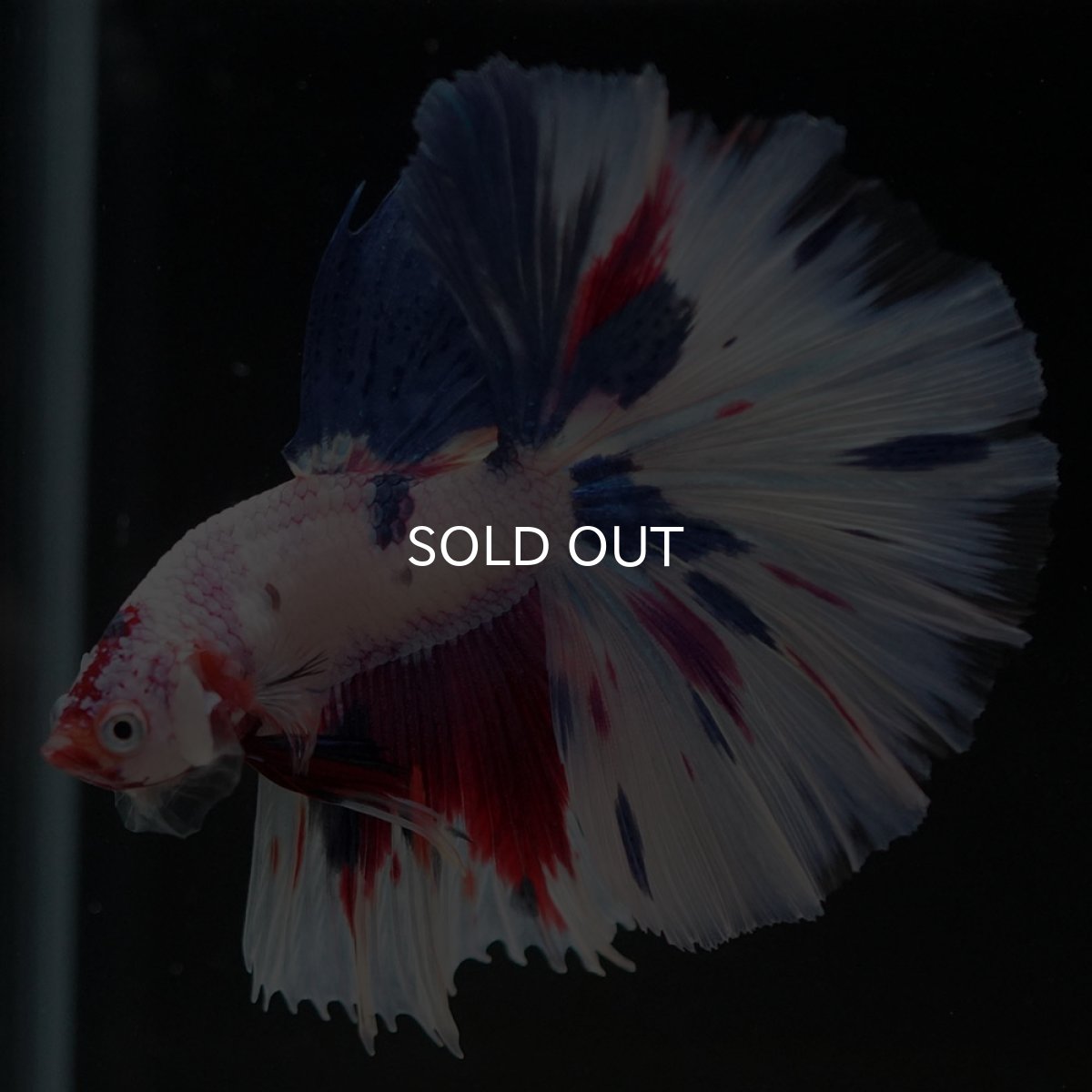 画像2: HM ホワイトファンシー (2)