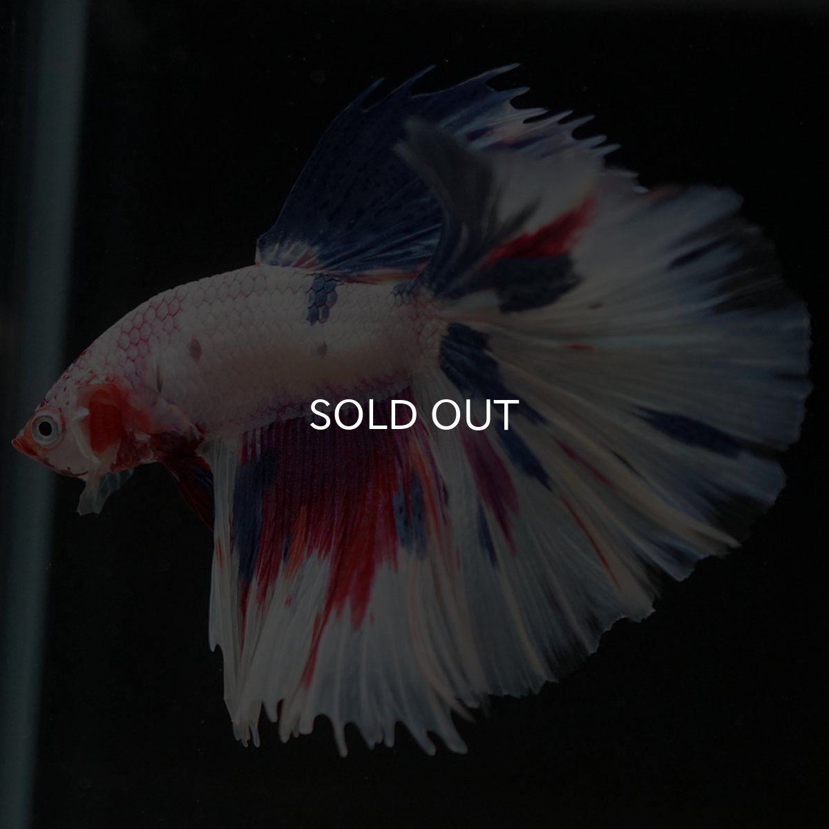 画像6: HM ホワイトファンシー (6)