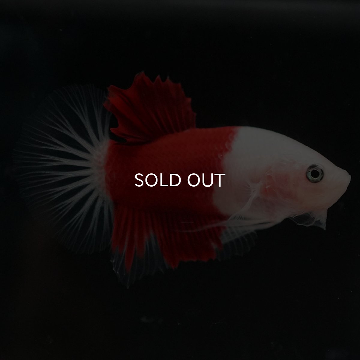 画像2: HMPK 紅白 (2)