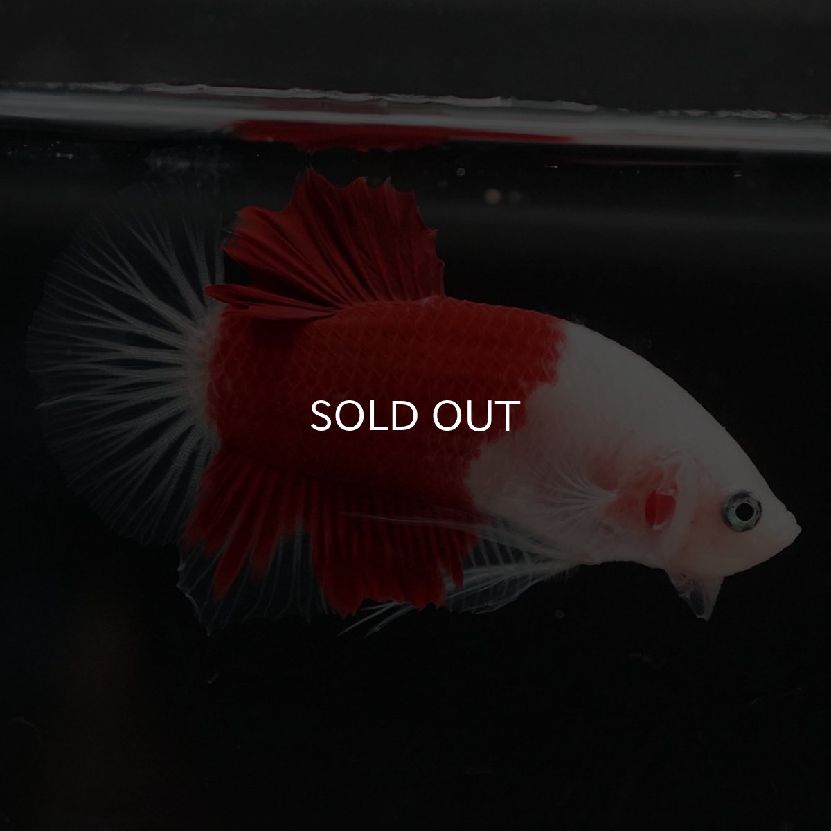 画像8: HMPK 紅白 (8)