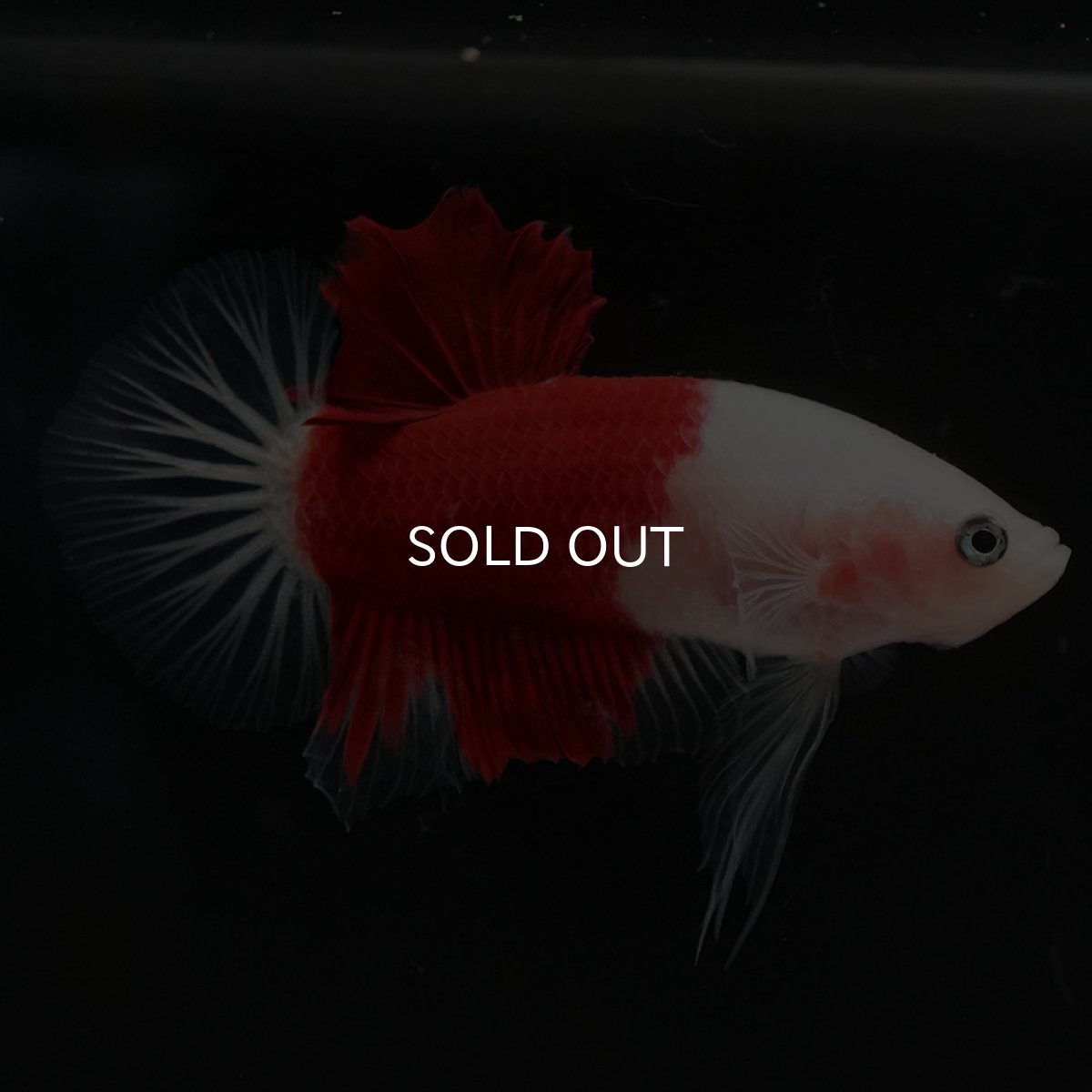 画像4: HMPK 紅白 (4)