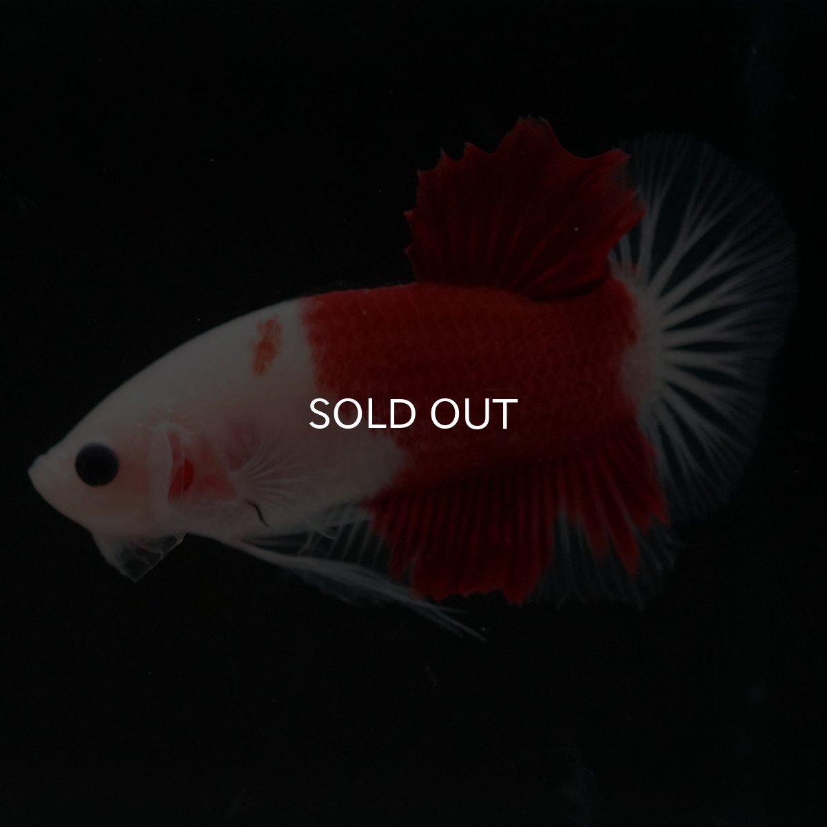 画像7: HMPK 紅白 (7)