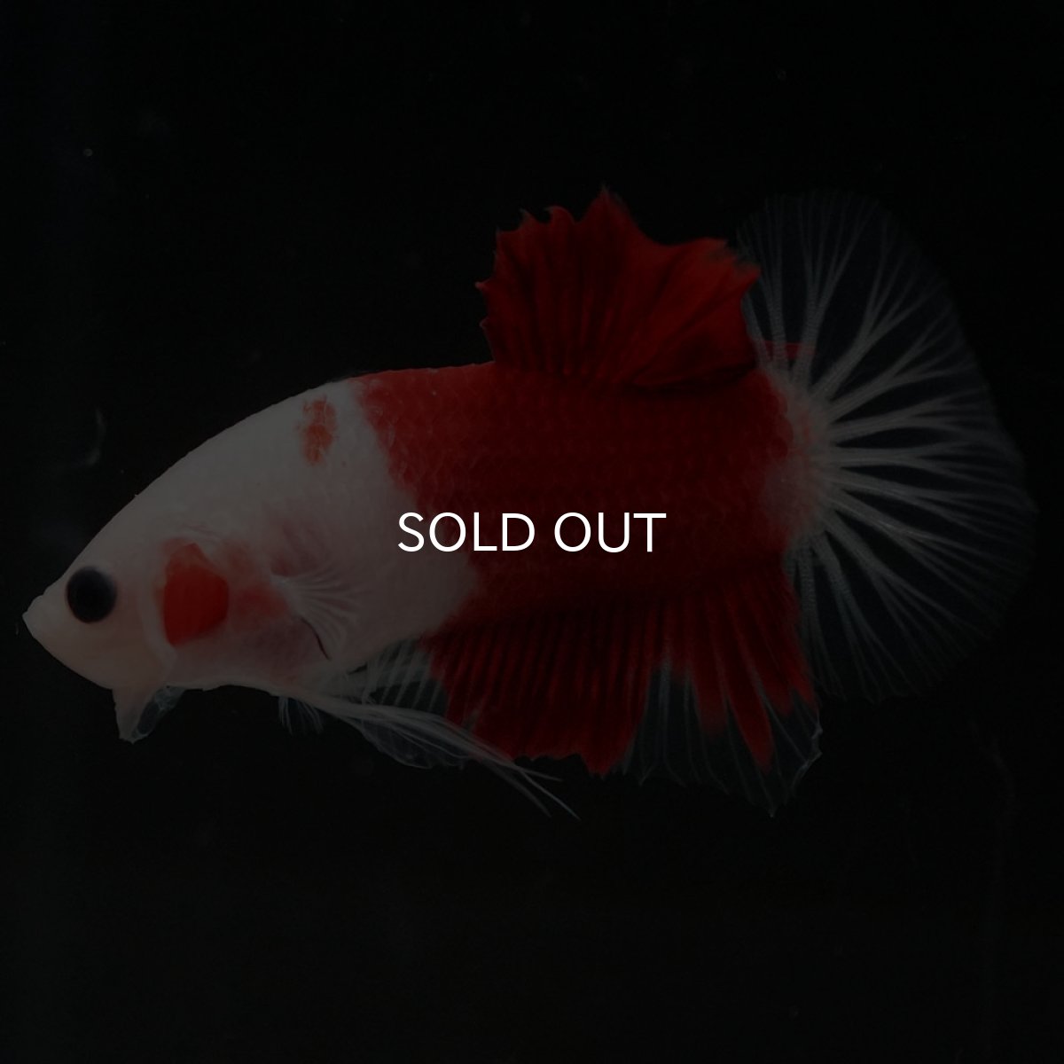 画像5: HMPK 紅白 (5)