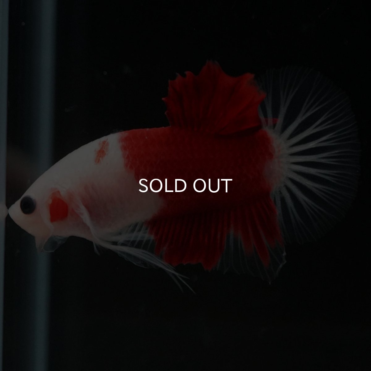 画像3: HMPK 紅白 (3)