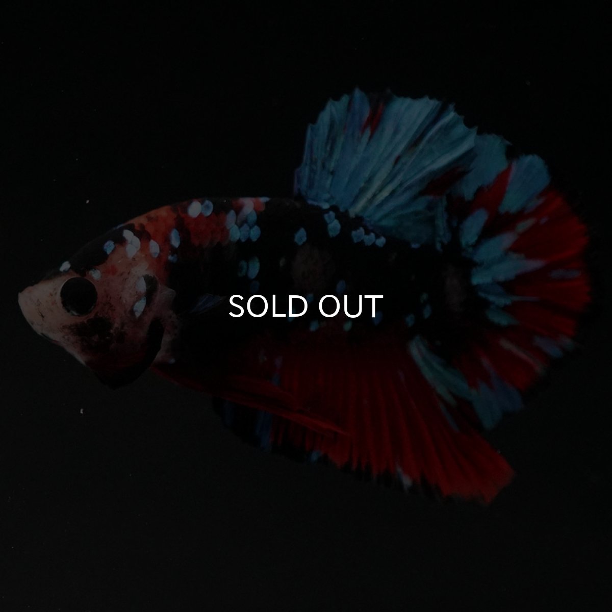 画像2: HMPK ブラックスター 変わり柄 (2)