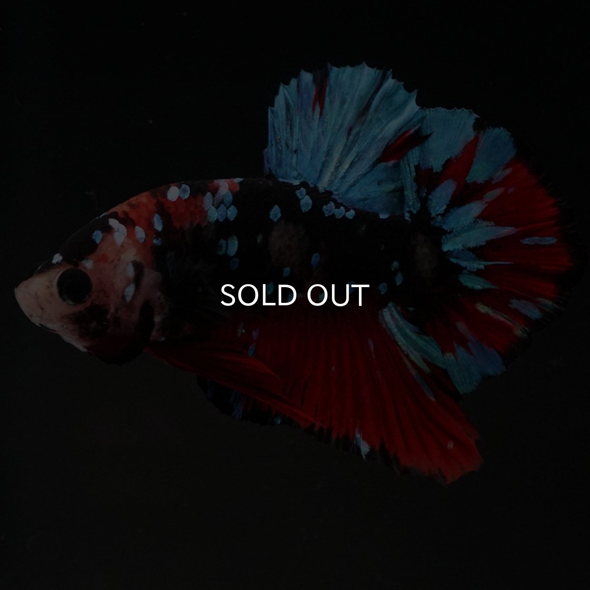 画像6: HMPK ブラックスター 変わり柄 (6)