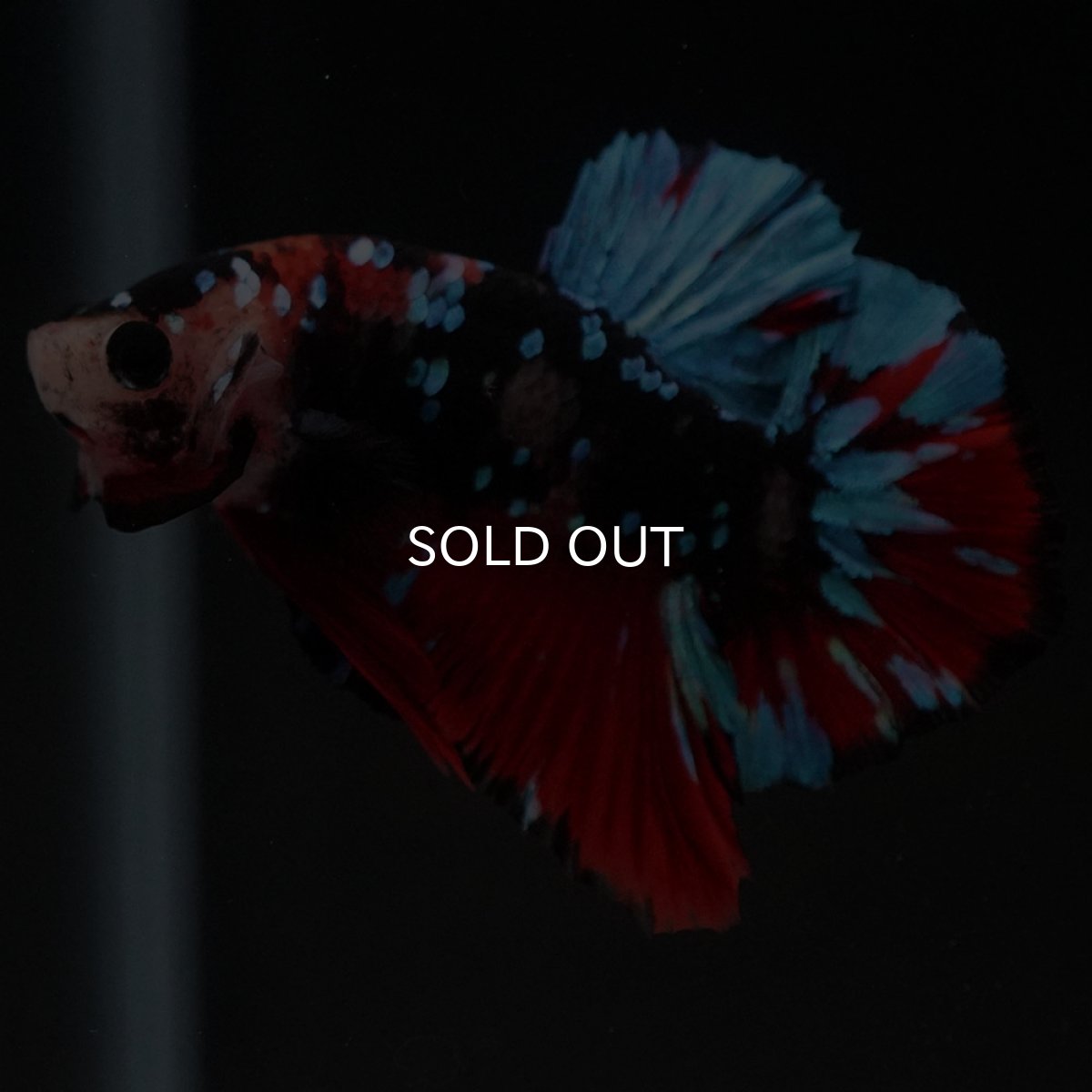 画像4: HMPK ブラックスター 変わり柄 (4)