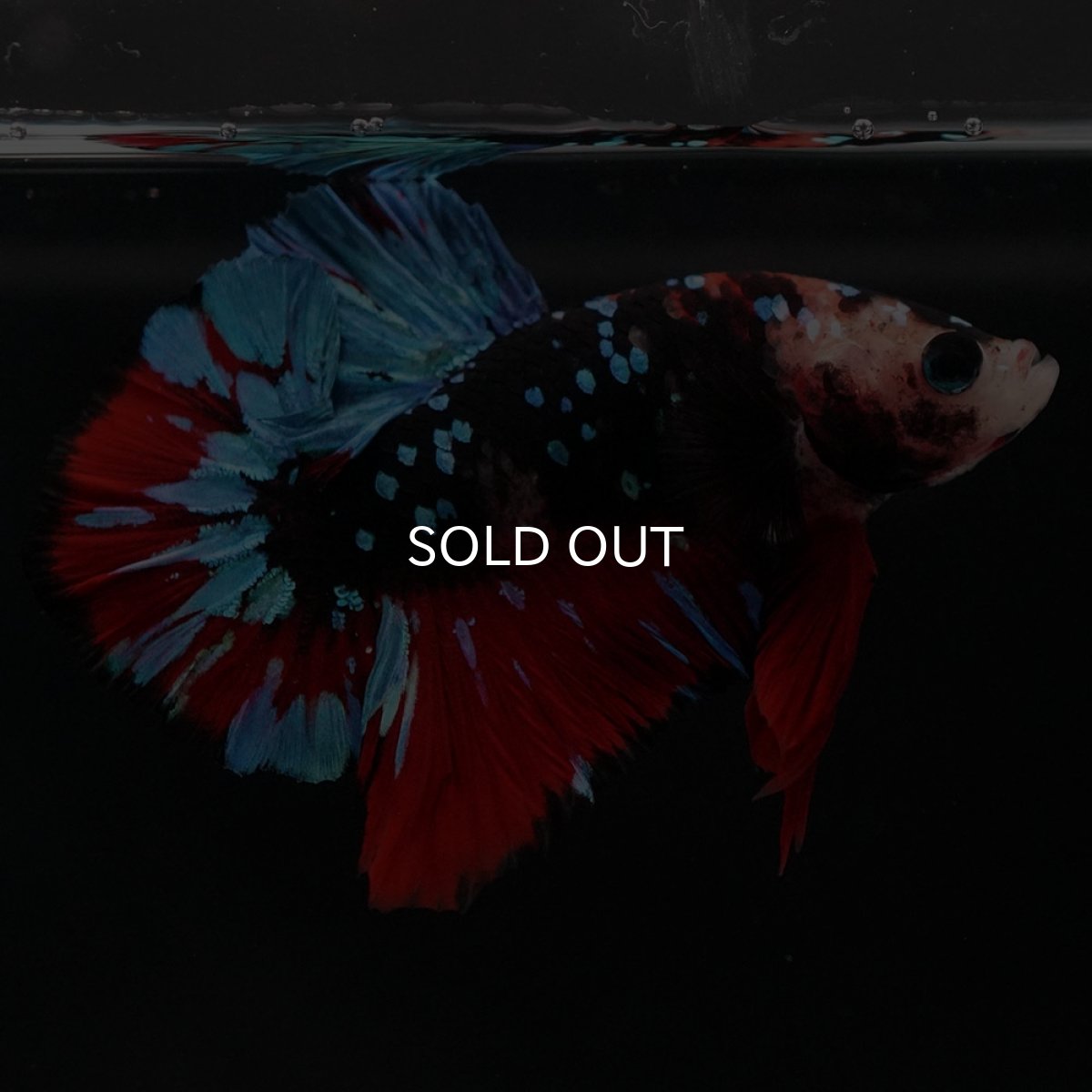 画像8: HMPK ブラックスター 変わり柄 (8)