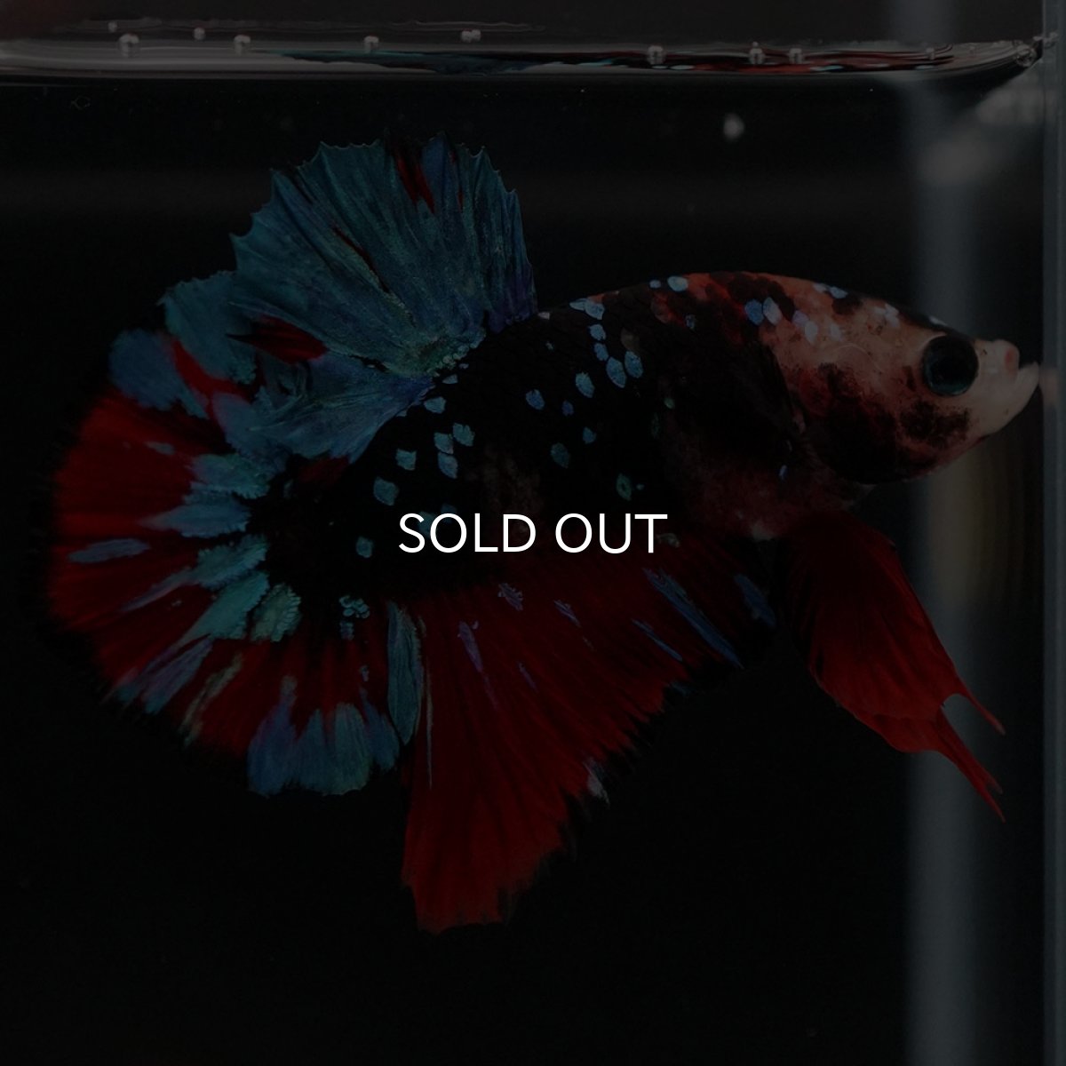 画像7: HMPK ブラックスター 変わり柄 (7)