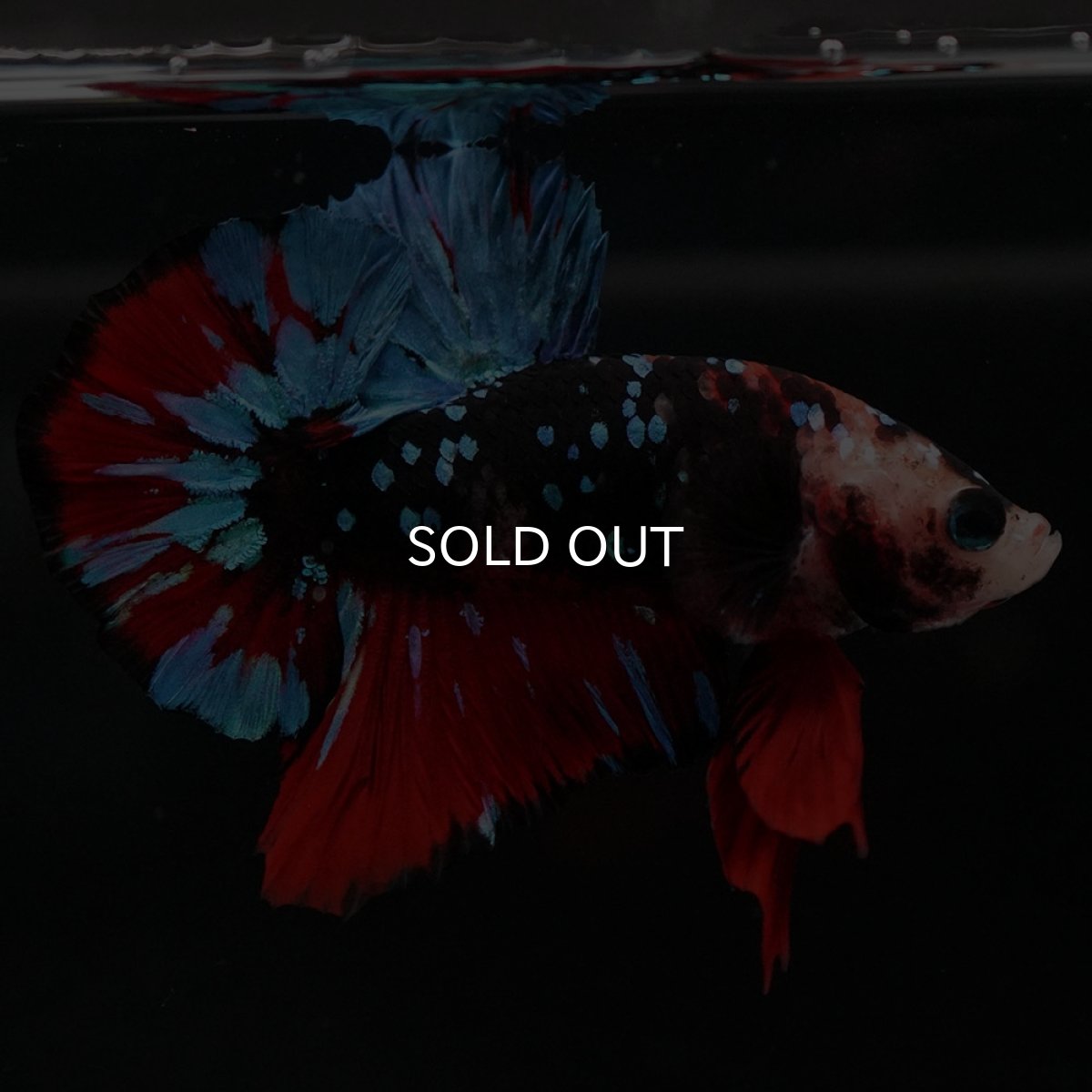 画像5: HMPK ブラックスター 変わり柄 (5)