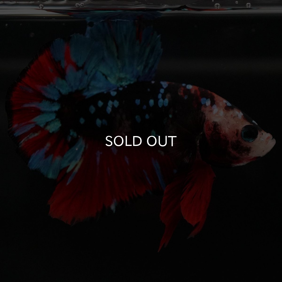 画像3: HMPK ブラックスター 変わり柄 (3)