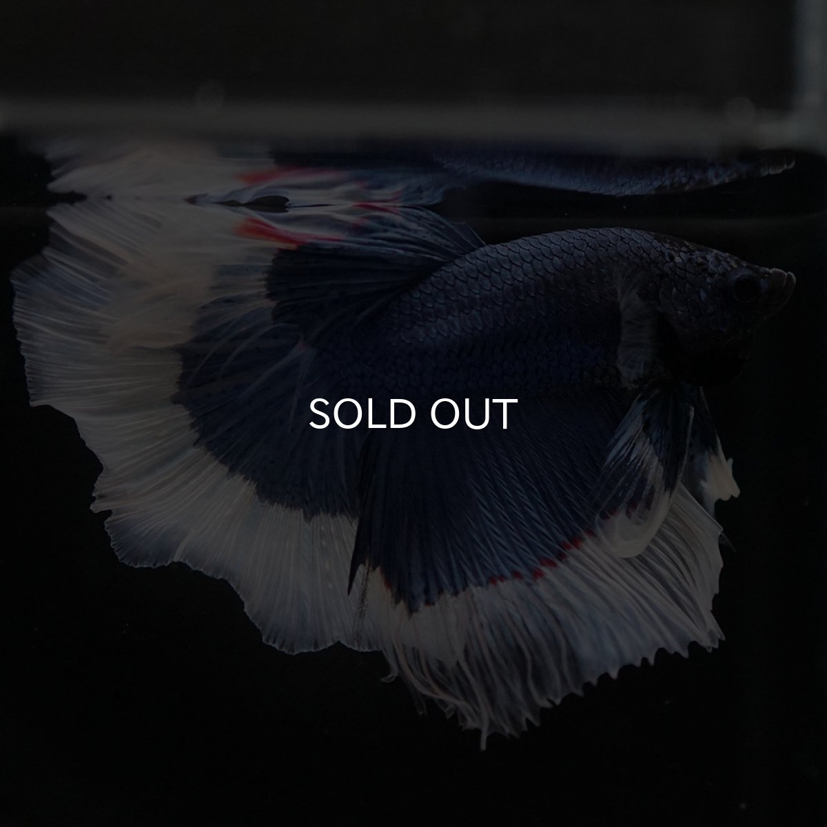 画像6: HM ブルーバタフライ (6)