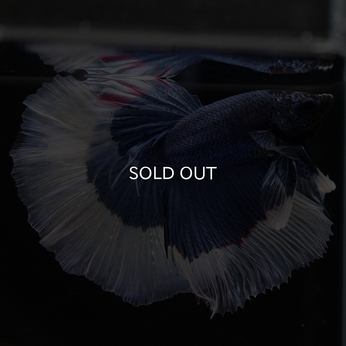 画像2: HM ブルーバタフライ (2)