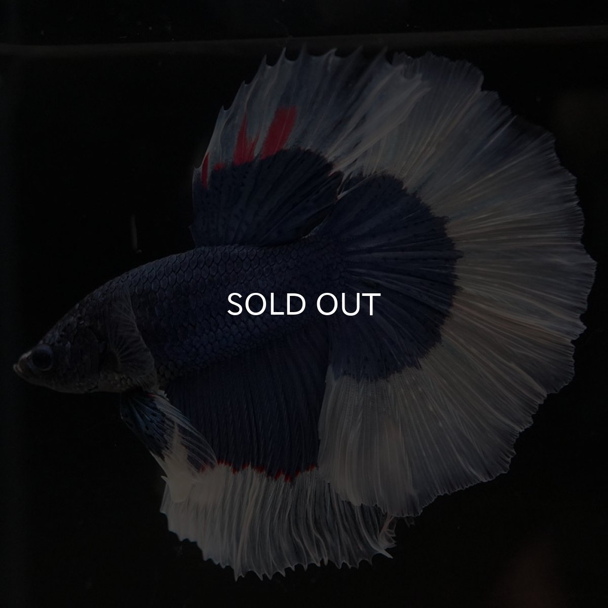 画像7: HM ブルーバタフライ (7)